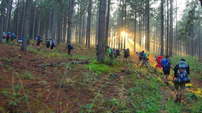 Pine Forest Cottage Sabie Εξωτερικό φωτογραφία